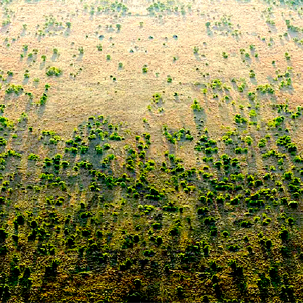 África plantar árvores 05