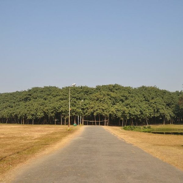 árvore larga 02